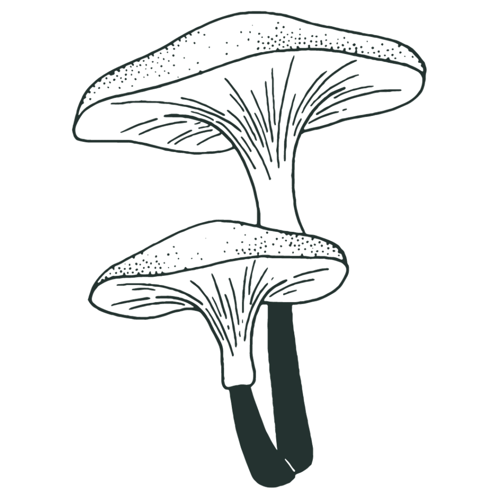 Line drawing of a set of two mushrooms, one half the height of the other, with round, wide caps and thin stems.