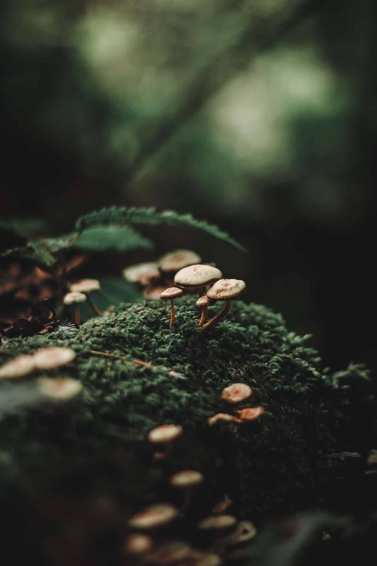 A smattering of beige mushrooms on a dark green mossy mound.