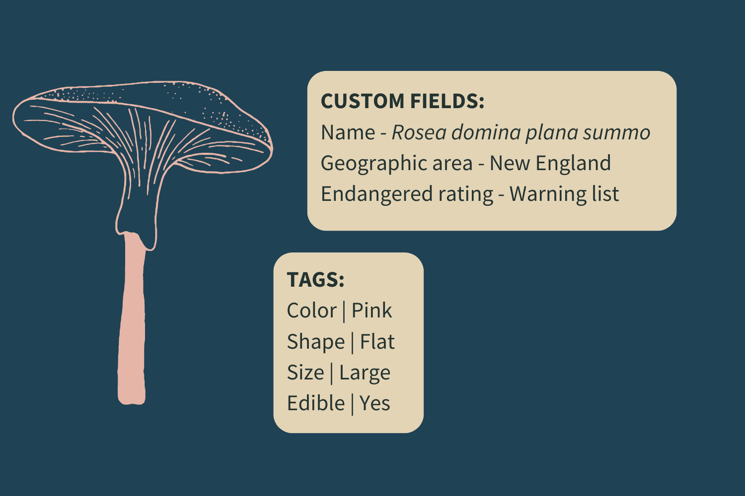 Understanding ConvertKit Segments vs Tags & Custom Fields