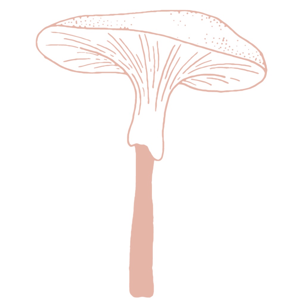 Line drawing of a single pink mushroom that's tall and has a wide, flat cap.